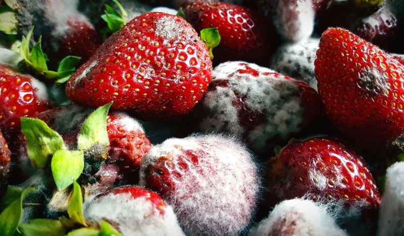 Cách nhận biết dâu tây sấy đã hỏng