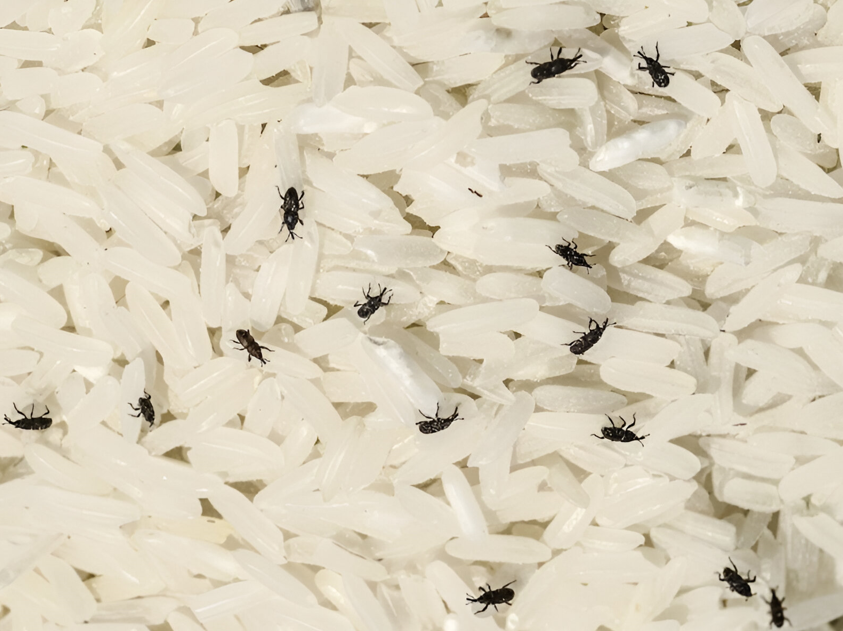 Nguyên nhân gạo bị mối mọt, ẩm mốc