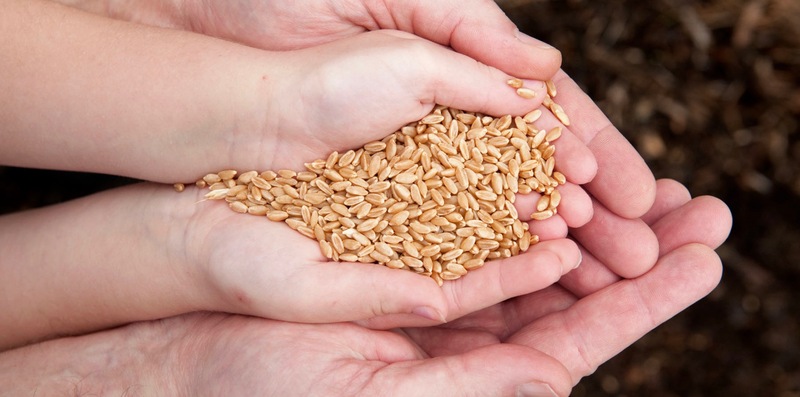 Vì sao cần bảo quản hạt giống, nông sản đúng cách?