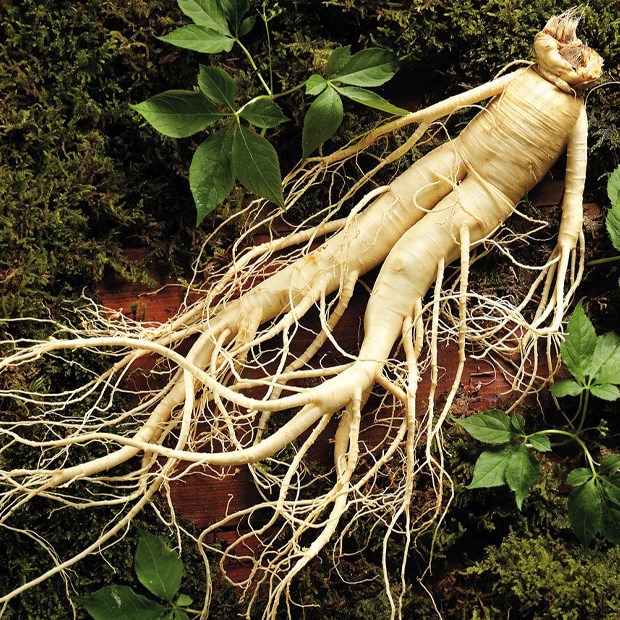 Bảo quản nhân sâm tươi với rêu