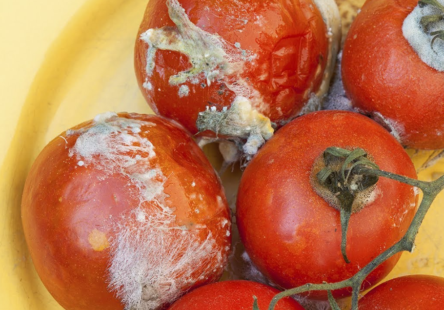 Nguyên nhân thực phẩm bị hư hỏng