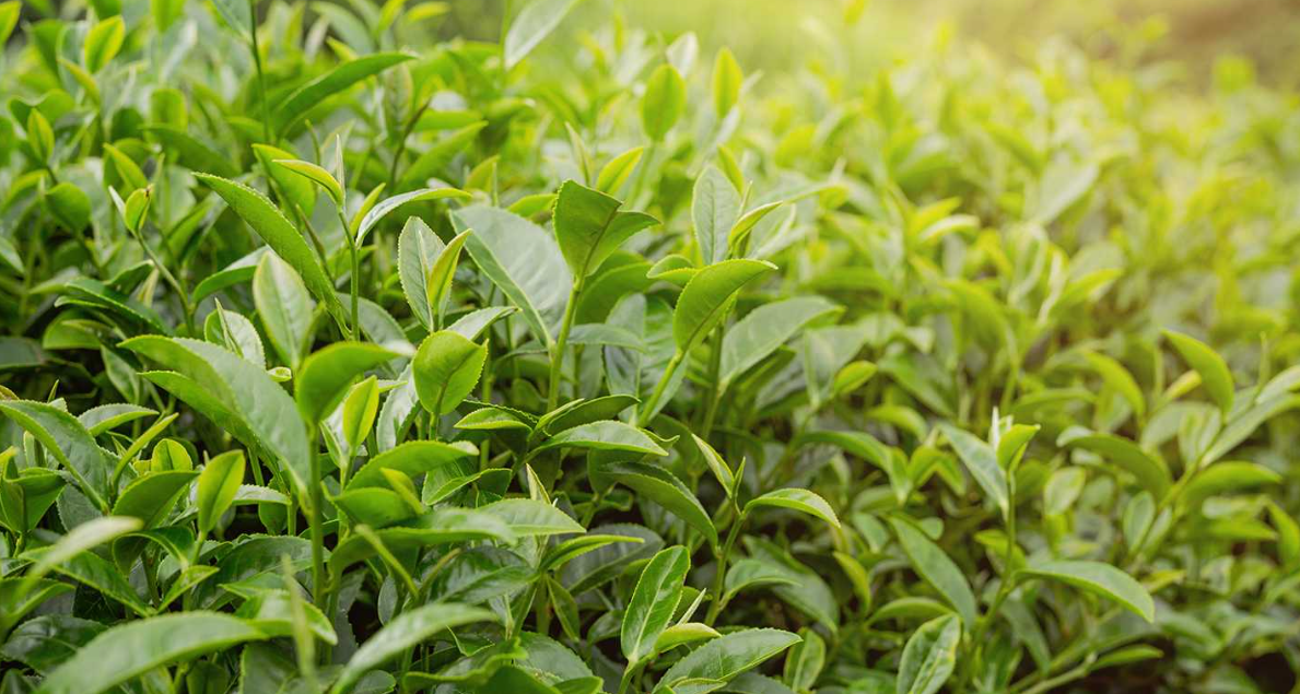 Dùng lá trà tươi khử ẩm mùi hôi khó chịu