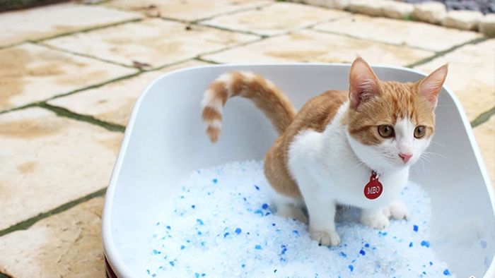 Mua cát vệ sinh chất lượng cao