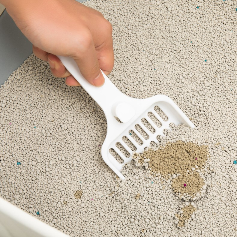 Khử mùi cát mèo hiệu quả bằng cách vệ sinh thường xuyên