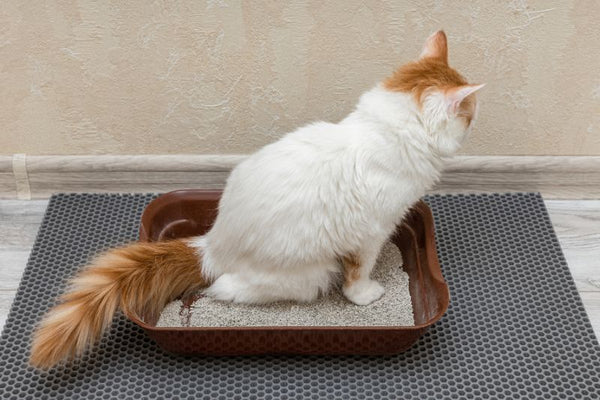 Chú ý chế độ dinh dưỡng của mèo